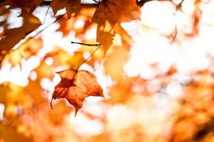 Fall Events in Livingston County